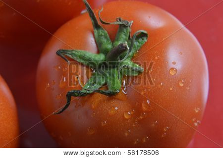 Tomato