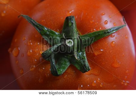 Tomato