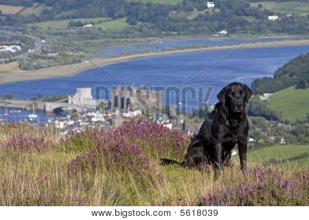 View From The Top Of Conwy Mountain