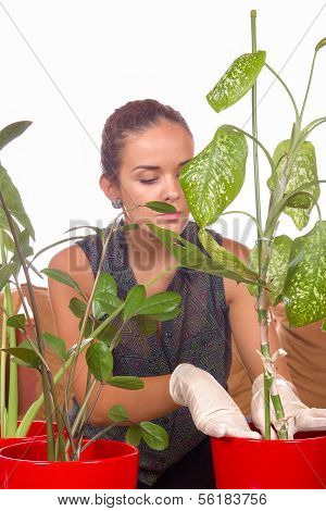 ผู้หญิงปลูก Houseplants กับถุงมือ