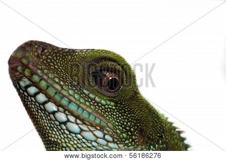 Head And Eye Of An Adult Agama (physignathus Cocincinu)
