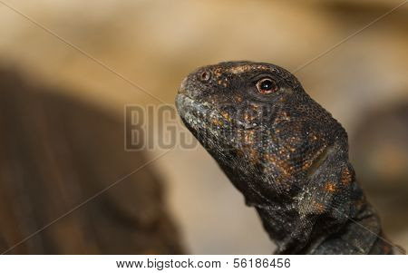 Egyptian Uromastyx