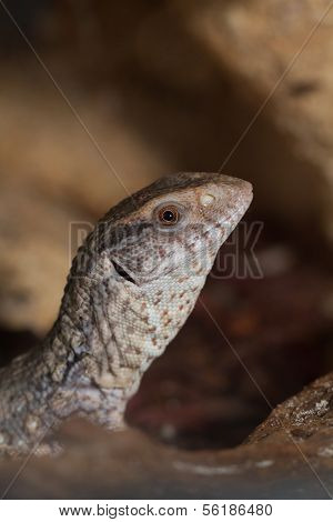 Varanus Exanthematicus, Savannah Monitor Lizards