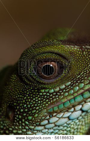 Head And Eye Of An Adult Agama (physignathus Cocincinu)
