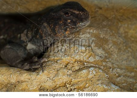 Egyptian Uromastyx