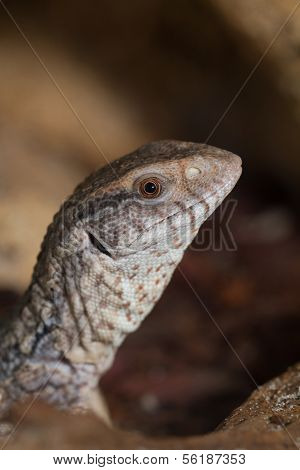 Varanus Exanthematicus, Savannah Monitor Lizards