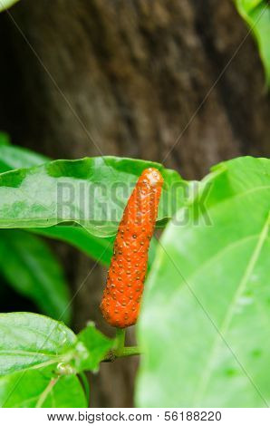 Long Pepper