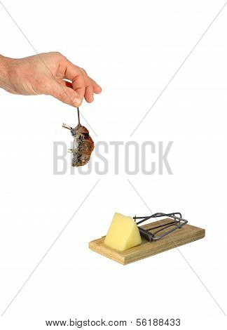 tot graue Maus beim Schwanz hÃ¤ngt in einer Man Hand isoliert
