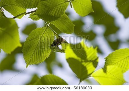 Maybug