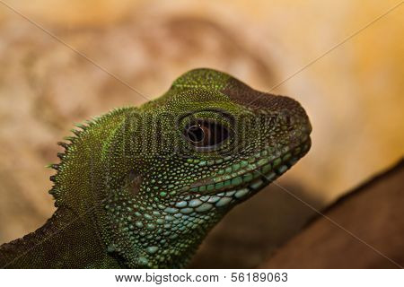 Head And Eye Of An Adult Agama (physignathus Cocincinu)