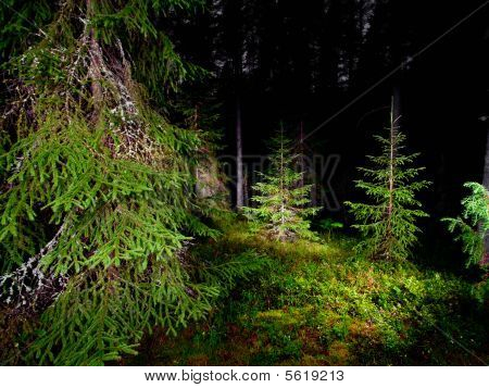 Forêt de la nuit