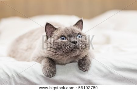 Cat Looking With Interest