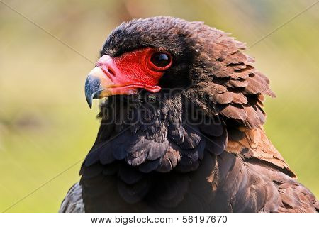 der Gaukler (Terathopius Ecaudatus) Adler