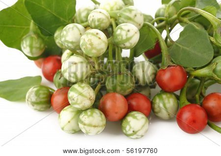 Solanum Trilobatum On White Background