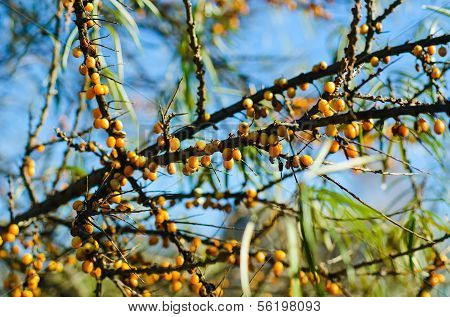 Sea-buckthorn fruit on a tree