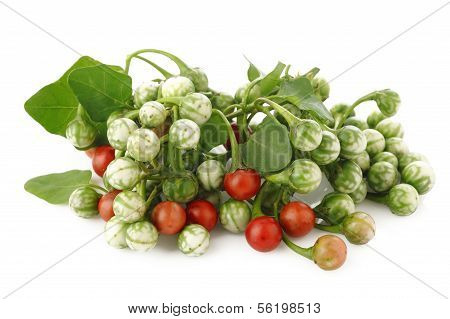 Solanum Trilobatum