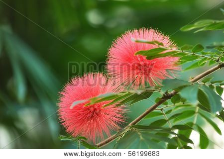 Bloomimg Mimosa tree