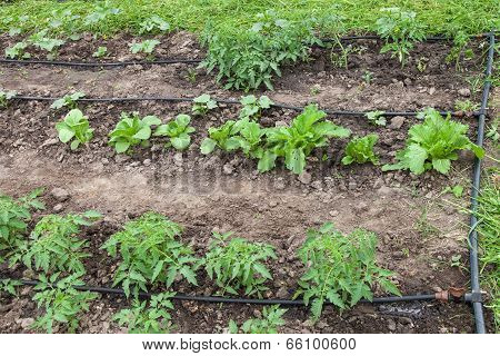 Drip Irrigation System