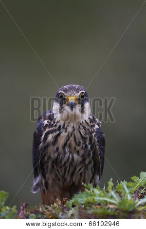 Hobby