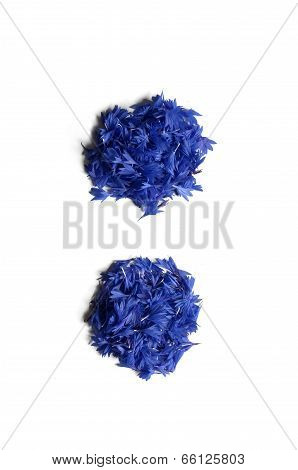 Colon Made Of Flowers (cornflowers) Isolated On White Background