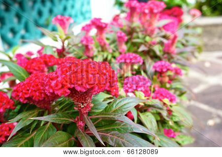 Red Cockscomb In Garden