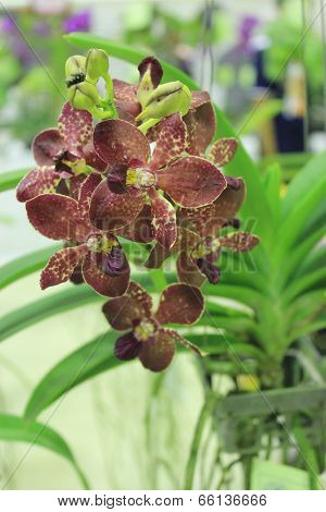 The Hybrid Vanda Orchid Are Blooming In The Farm In Thailand