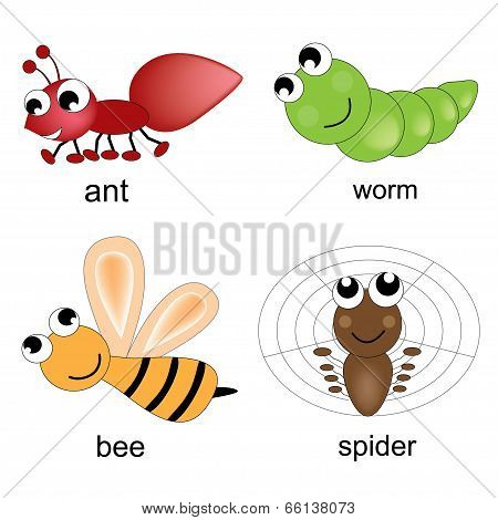Insect