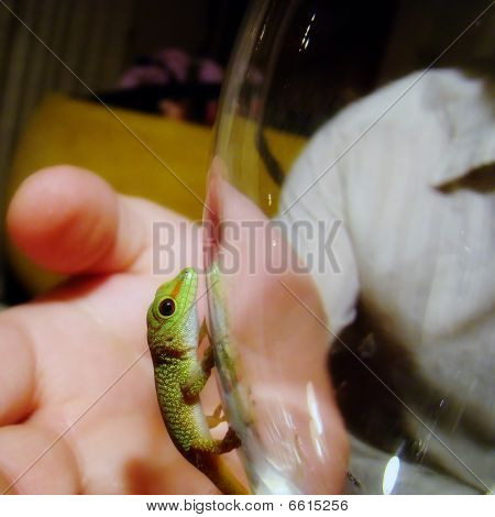 Gecko diurne
