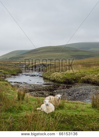 Sheep in Welsh landscape