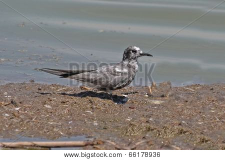 Black Tern (chlidonias Niger)