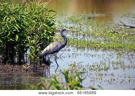 Tricolored Heron