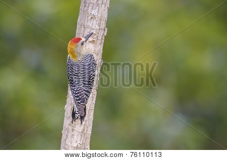 Hoffmanns Woodpecker