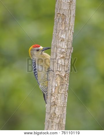 Hoffmanns Woodpecker