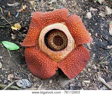 Rafflesia keithii, the biggest flower of the world.