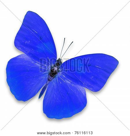 Blue Butterfly