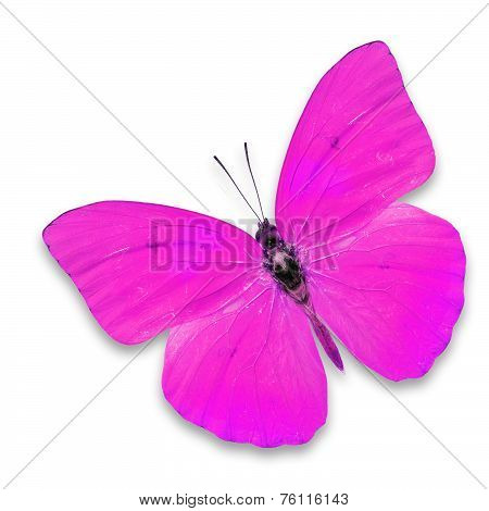Pink Butterfly