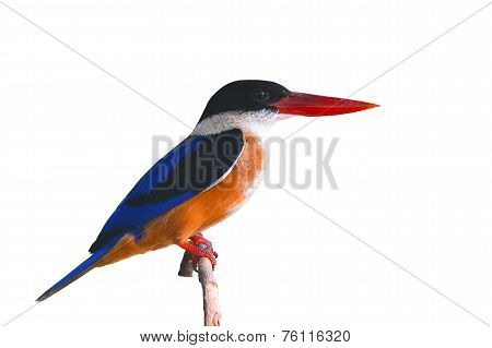 Black-capped Kingfisher Bird