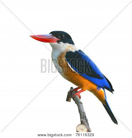 Black-capped Kingfisher Bird