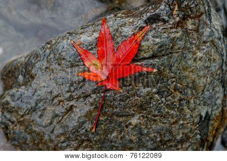 Red Maple Leaf
