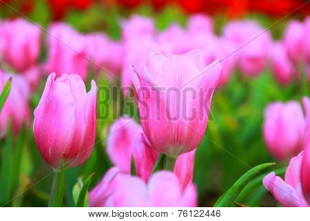 Beautiful many tulip with bokeh