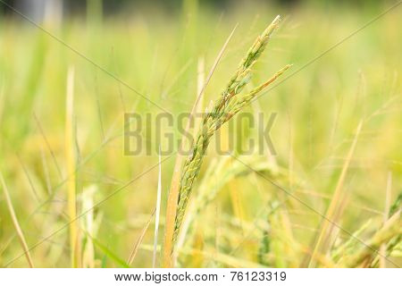 Oryza sativa