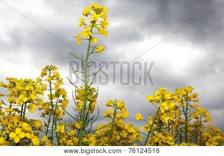 Rapeseed field