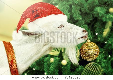 White Goat Decorates Christmas Tree