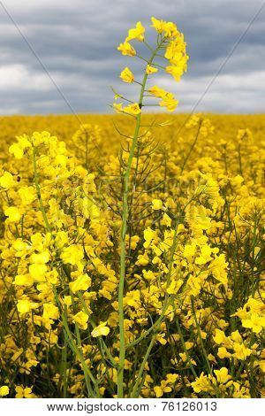 Rapeseed field