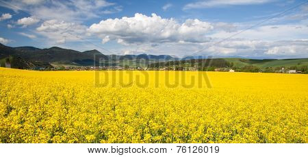 Rapeseed field