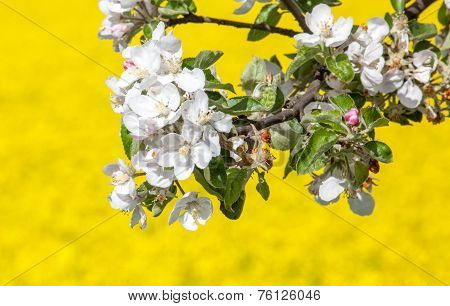 Cherry Blossom And Rapeseed Field