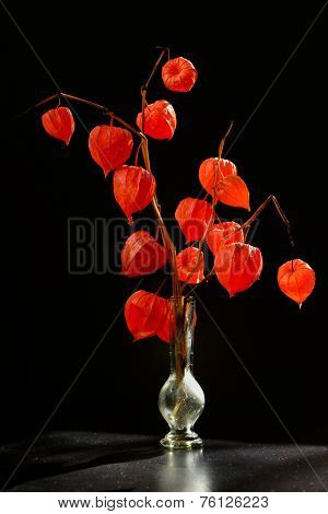 Physalis Alkekengi In Vase