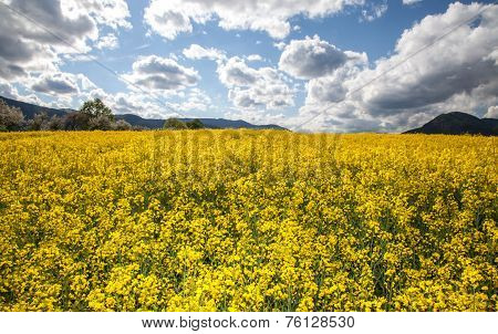 Rapeseed field