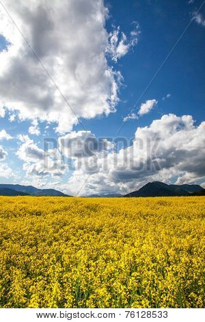 Rapeseed field
