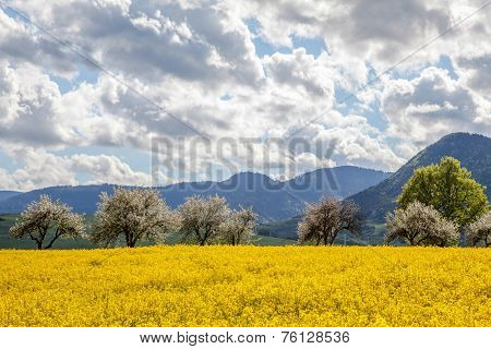 Rapeseed field